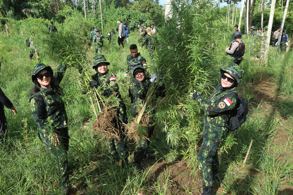 BNN Musnahkan 69 Ton Ganja di Aceh Utara bnn.png