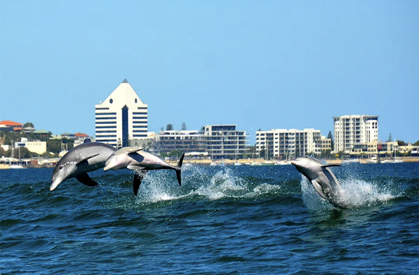 Menjelajahi Fauna Australia Barat yang Kaya, Membuka Potensi Pariwisata Bernilai Tinggi