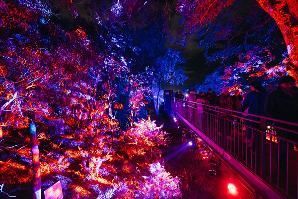 Lightscape Perth 2026 Sulap Kings Park Menjadi Destinasi Musim Dingin Penuh Cahaya dan Keajaiban